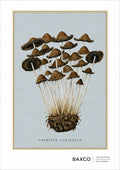 A beautifully observed study of Coprinus Lubatatus, depicting a cluster of slender fungi with delicately striated caps and elegant, twisting stems. Set against a soft blue-grey ground, the intricate forms give this historic mycological illustration an almost otherworldly quality.

This BAXCO reproduction is from an&nbsp;1896 watercolour by an unknown artist, believed to have been painted in Clevedon, Avon.&nbsp;
