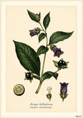 Deadly Nightshade