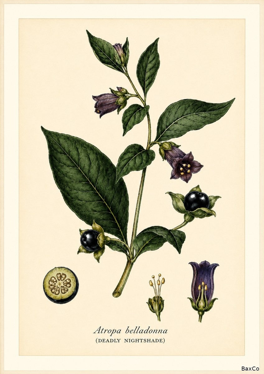 Deadly Nightshade