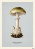 Death Cap