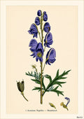 Monkshood