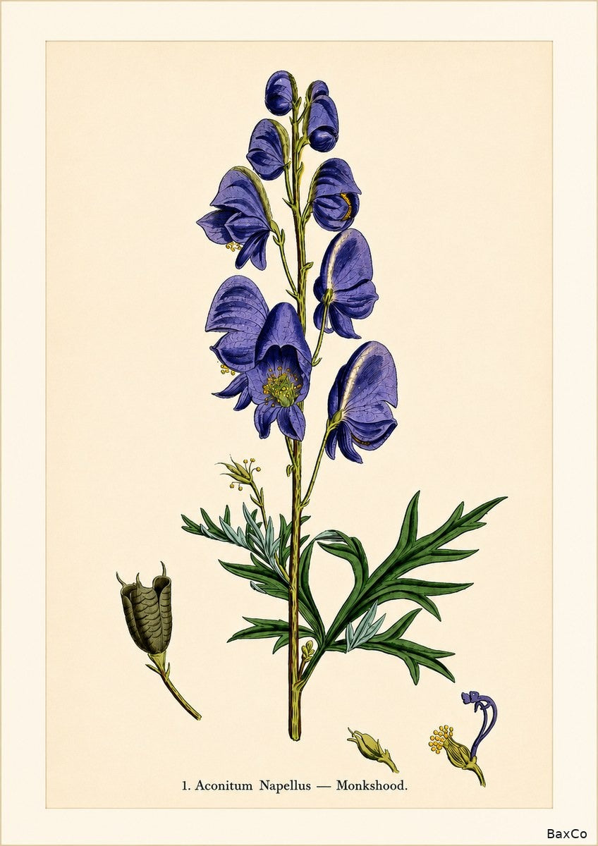 Monkshood