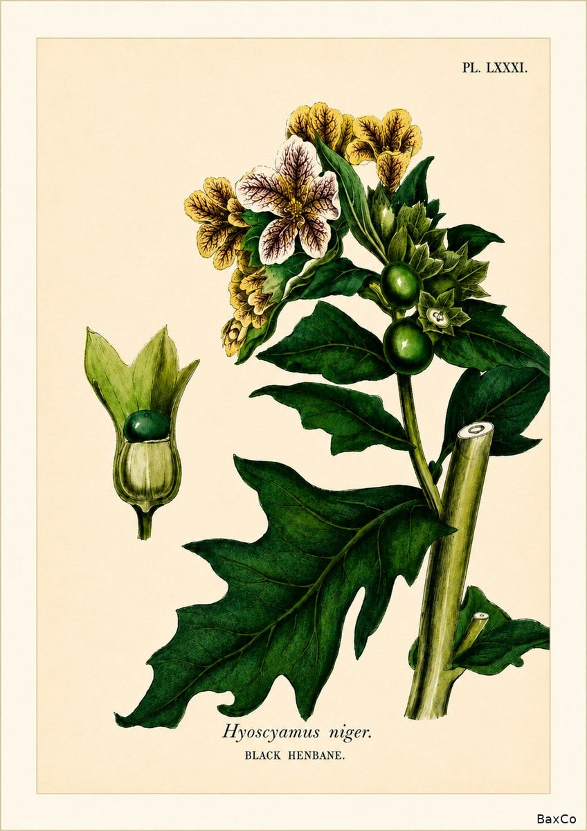Black Henbane