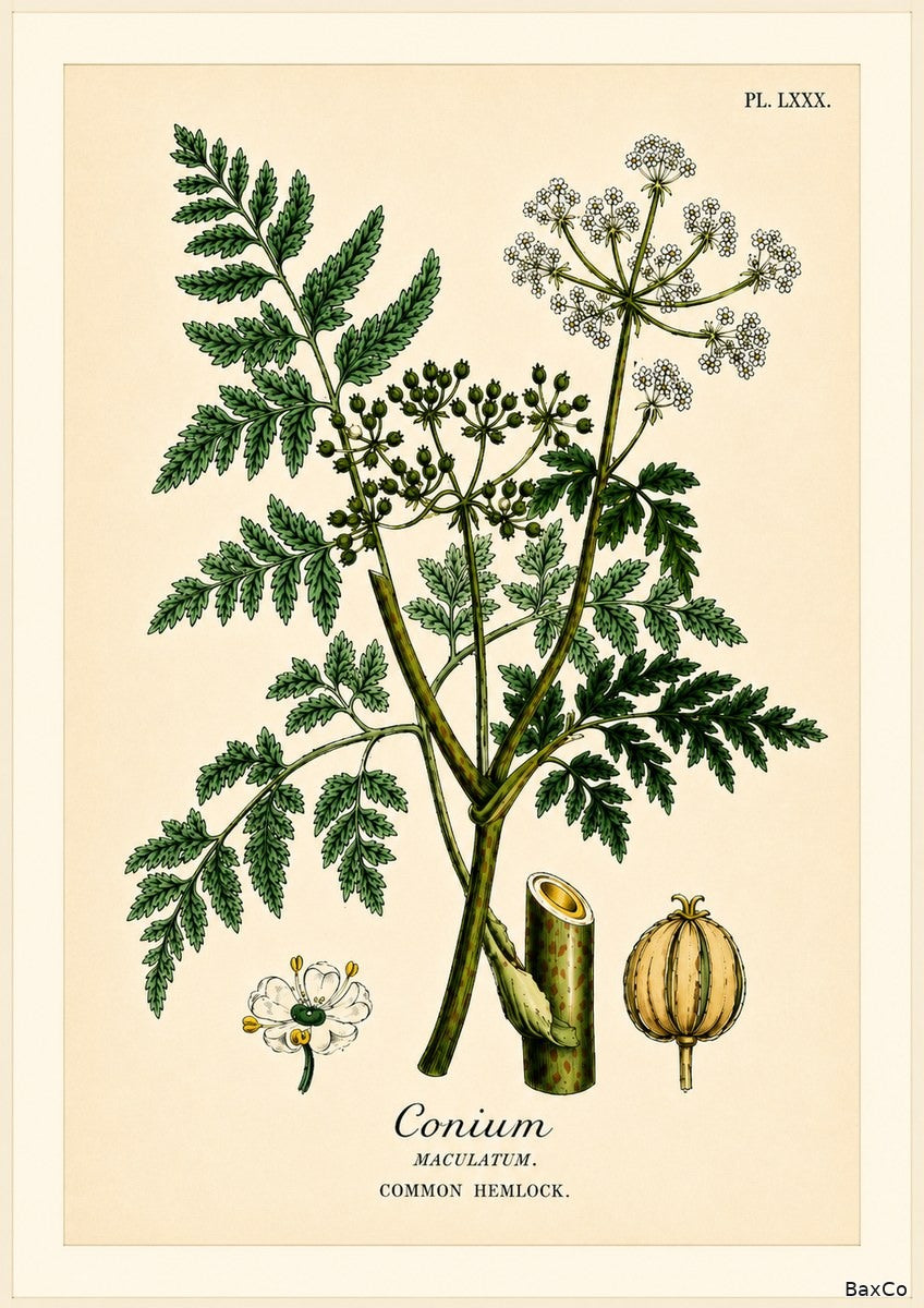 Common Hemlock