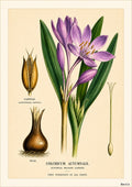 Autumnal Meadow Saffron
