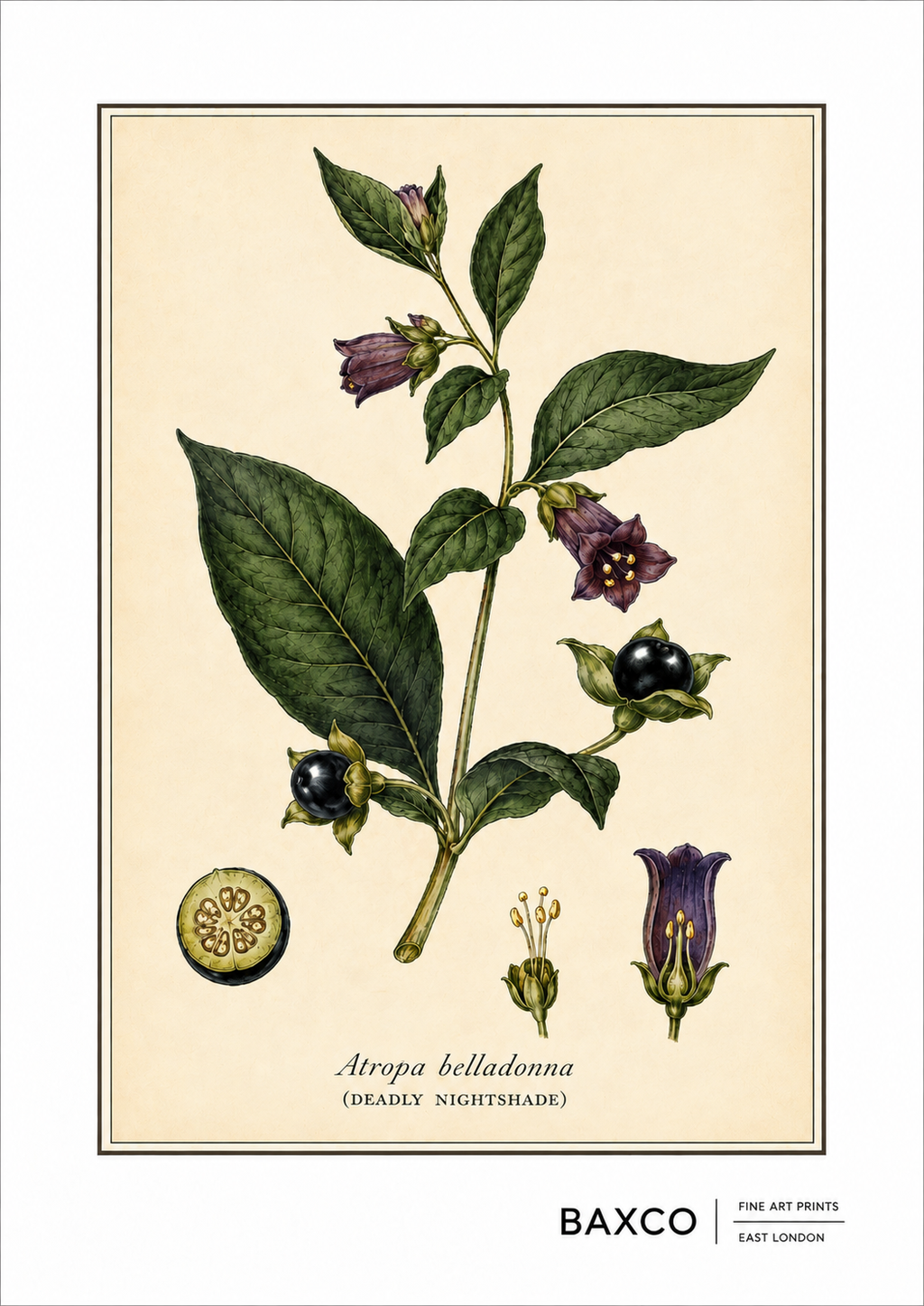 A richly detailed botanical study of deadly nightshade, or Atropa belladonna, one of history’s most notorious poisonous plants. Its dark berries and dusky purple flowers belie a toxic reputation that has linked belladonna with medicine, cosmetics, folklore, and poison for centuries.

The illustration originates from an 1855 hand-coloured engraving by J. Johnstone, published in Glasgow by Blackie &amp; Son as part of a wider study of poisonous plants.