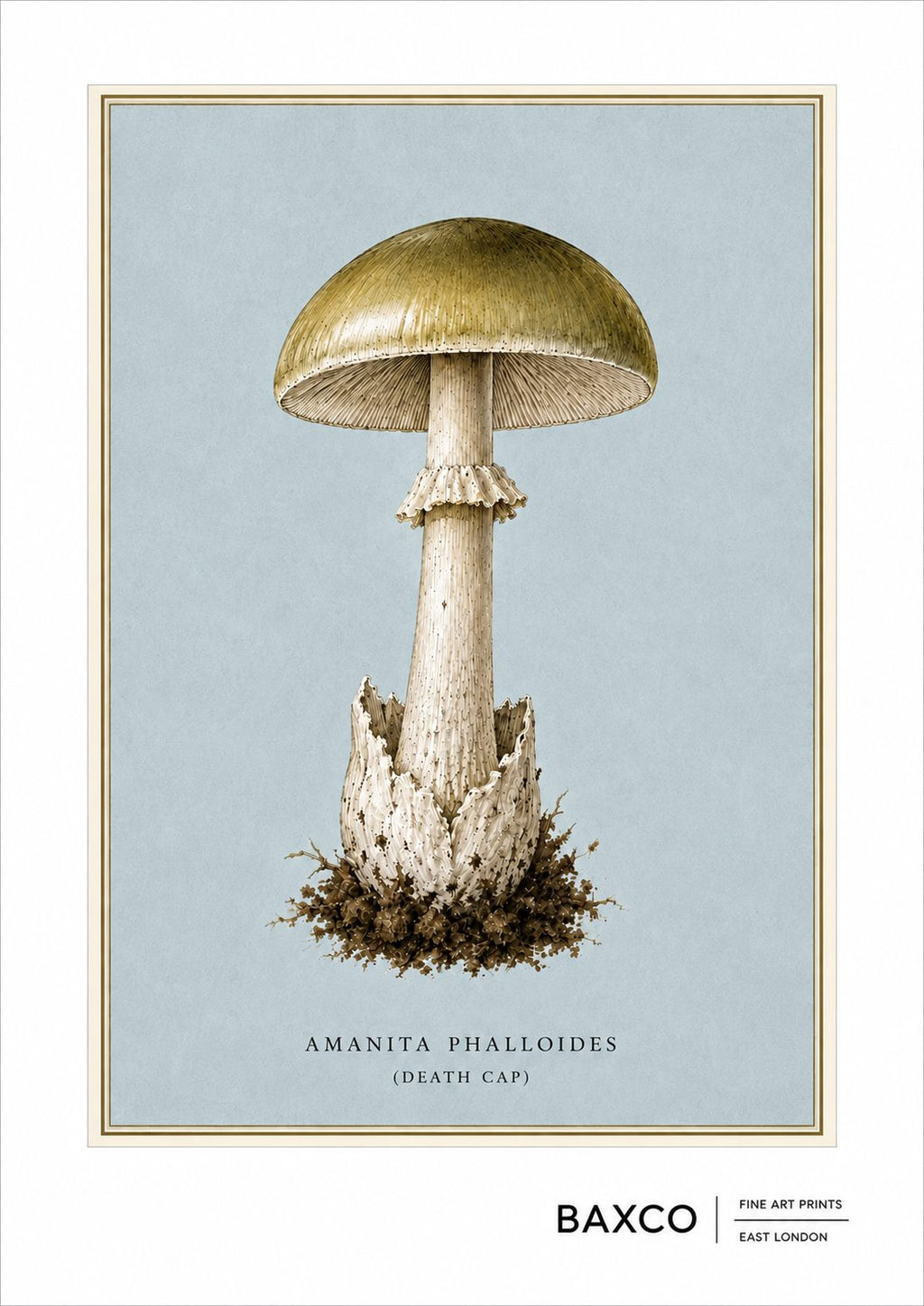 The Death Cap is the only print in the entire BAXCO catalogue to appear in two collections. Its natural home is the Fungi Folios, but such an accomplished killer has also earned it honorary membership of the Deadly Botanicals.

This BAXCO reproduction is from a&nbsp;c.1827 coloured lithograph by A. Cornillon after Prieur. Originally depicted as part of a larger study of twenty species of fungi, the Death Cap has been isolated and reworked as a standalone print, giving one of nature's most notorious mushroom