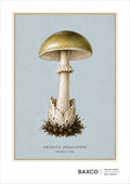 The Death Cap is the only print in the entire BAXCO catalogue to appear in two collections. Its natural home is the Fungi Folios, but such an accomplished killer has also earned it honorary membership of the Deadly Botanicals.

This BAXCO reproduction is from a&nbsp;c.1827 coloured lithograph by A. Cornillon after Prieur. Originally depicted as part of a larger study of twenty species of fungi, the Death Cap has been isolated and reworked as a standalone print, giving one of nature's most notorious mushroom