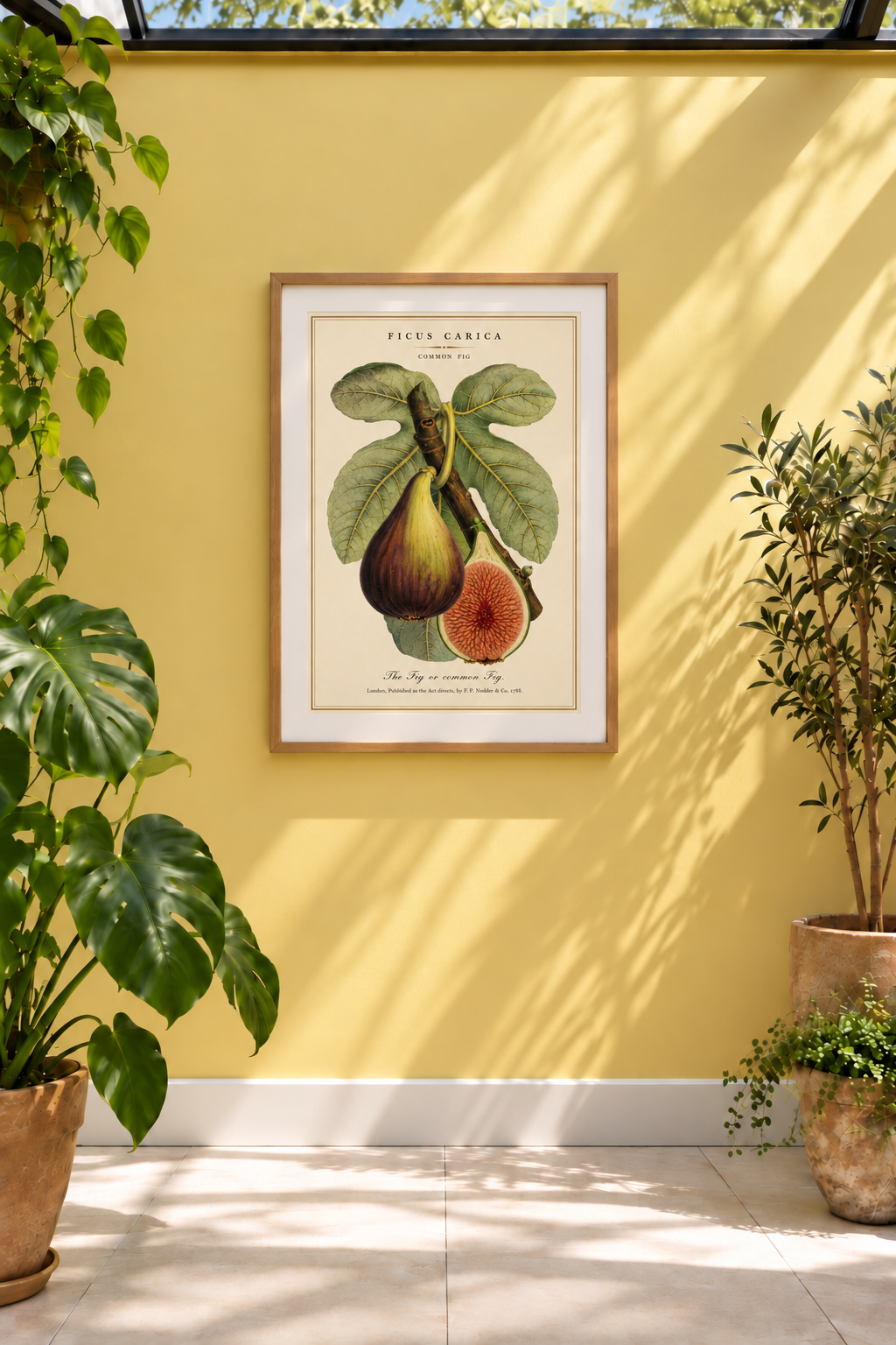 A reproduction of a&nbsp;c.1872 coloured zincograph by J. Macfarlane, depicting the common fig, Ficus carica, in fruit. Broad, sculptural leaves surround ripening figs, with a halved fruit revealing the richly coloured interior. Cultivated since antiquity, the fig is native to western Asia and the eastern Mediterranean.