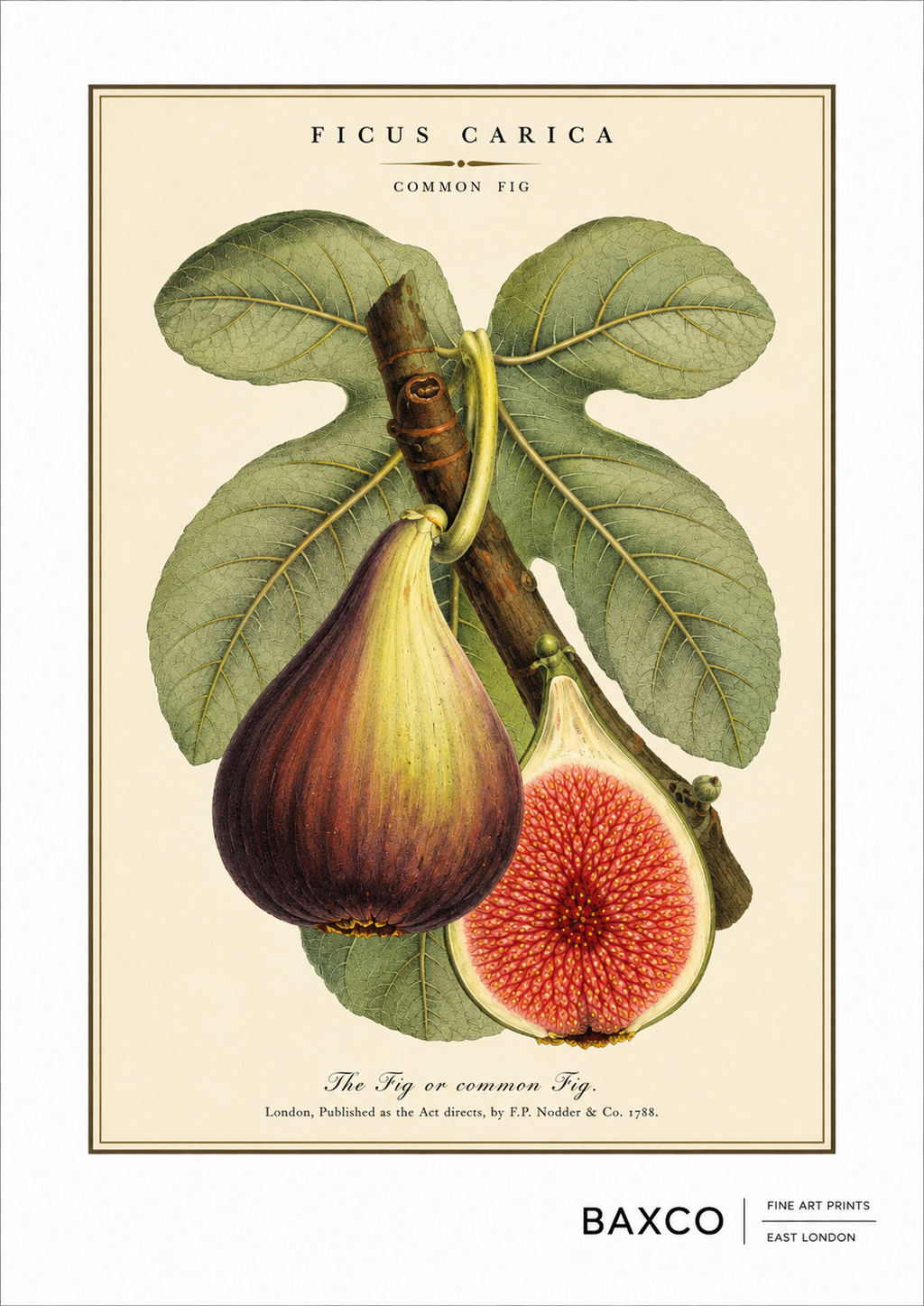 A reproduction of a&nbsp;c.1872 coloured zincograph by J. Macfarlane, depicting the common fig, Ficus carica, in fruit. Broad, sculptural leaves surround ripening figs, with a halved fruit revealing the richly coloured interior. Cultivated since antiquity, the fig is native to western Asia and the eastern Mediterranean.