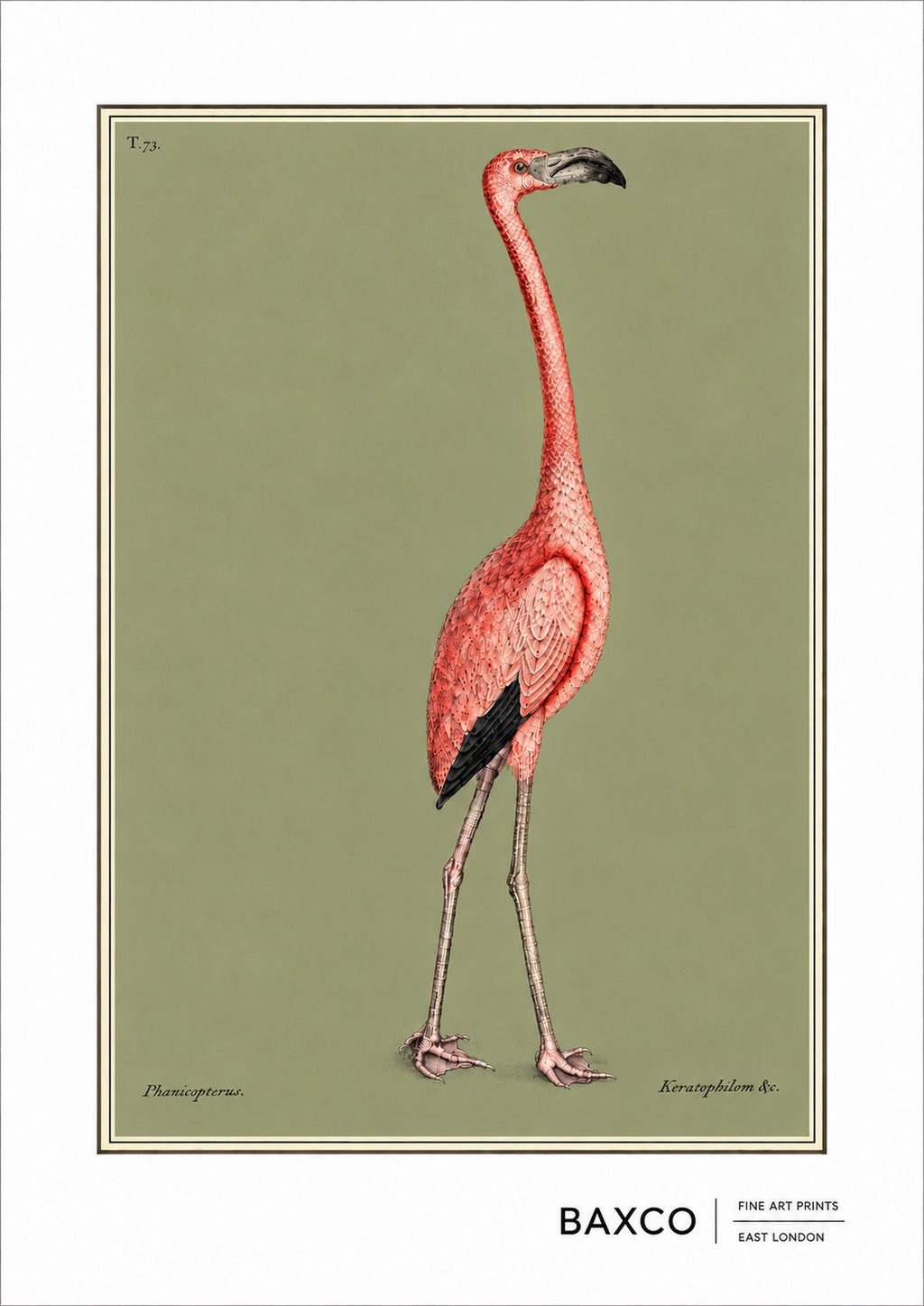 One of the most extraordinary birds in early natural history illustration, The Flamingo is taken from Mark Catesby’s The Natural History of Carolina, Florida and the Bahama Islands, published between 1731 and 1743. Originally appearing as Plate 73, one can only imagine Catesby's reaction when seeing a flamingo for the first time.&nbsp;

For this BAXCO reproduction, we wanted to celebrate this almost 300-year-old beauty like a modern portrait. We have stripped away the surrounding landscape has been stripped