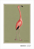 One of the most extraordinary birds in early natural history illustration, The Flamingo is taken from Mark Catesby’s The Natural History of Carolina, Florida and the Bahama Islands, published between 1731 and 1743. Originally appearing as Plate 73, one can only imagine Catesby's reaction when seeing a flamingo for the first time.&nbsp;

For this BAXCO reproduction, we wanted to celebrate this almost 300-year-old beauty like a modern portrait. We have stripped away the surrounding landscape has been stripped