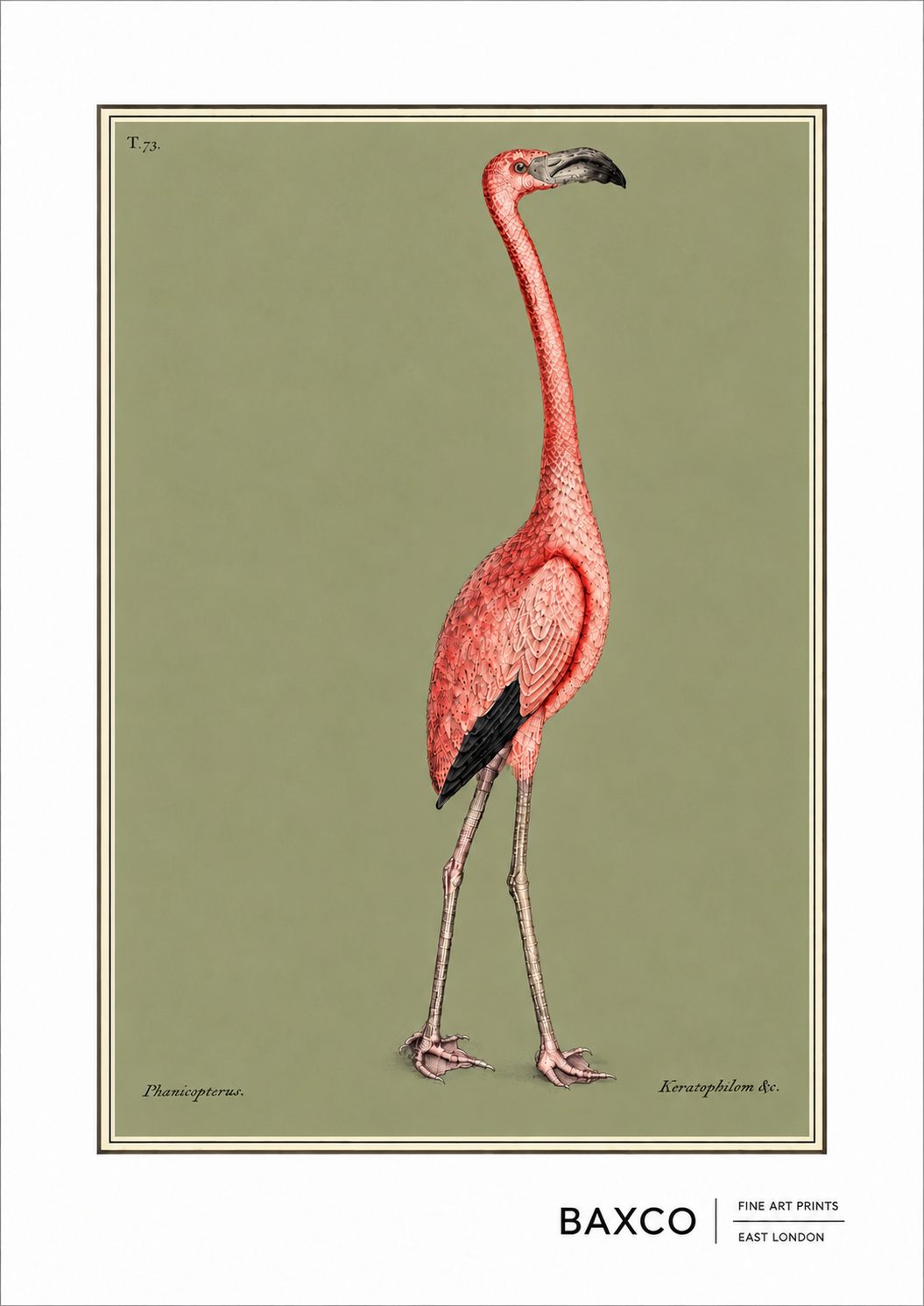 One of the most extraordinary birds in early natural history illustration, The Flamingo is taken from Mark Catesby’s The Natural History of Carolina, Florida and the Bahama Islands, published between 1731 and 1743. Originally appearing as Plate 73, one can only imagine Catesby's reaction when seeing a flamingo for the first time.&nbsp;

For this BAXCO reproduction, we wanted to celebrate this almost 300-year-old beauty like a modern portrait. We have stripped away the surrounding landscape has been stripped