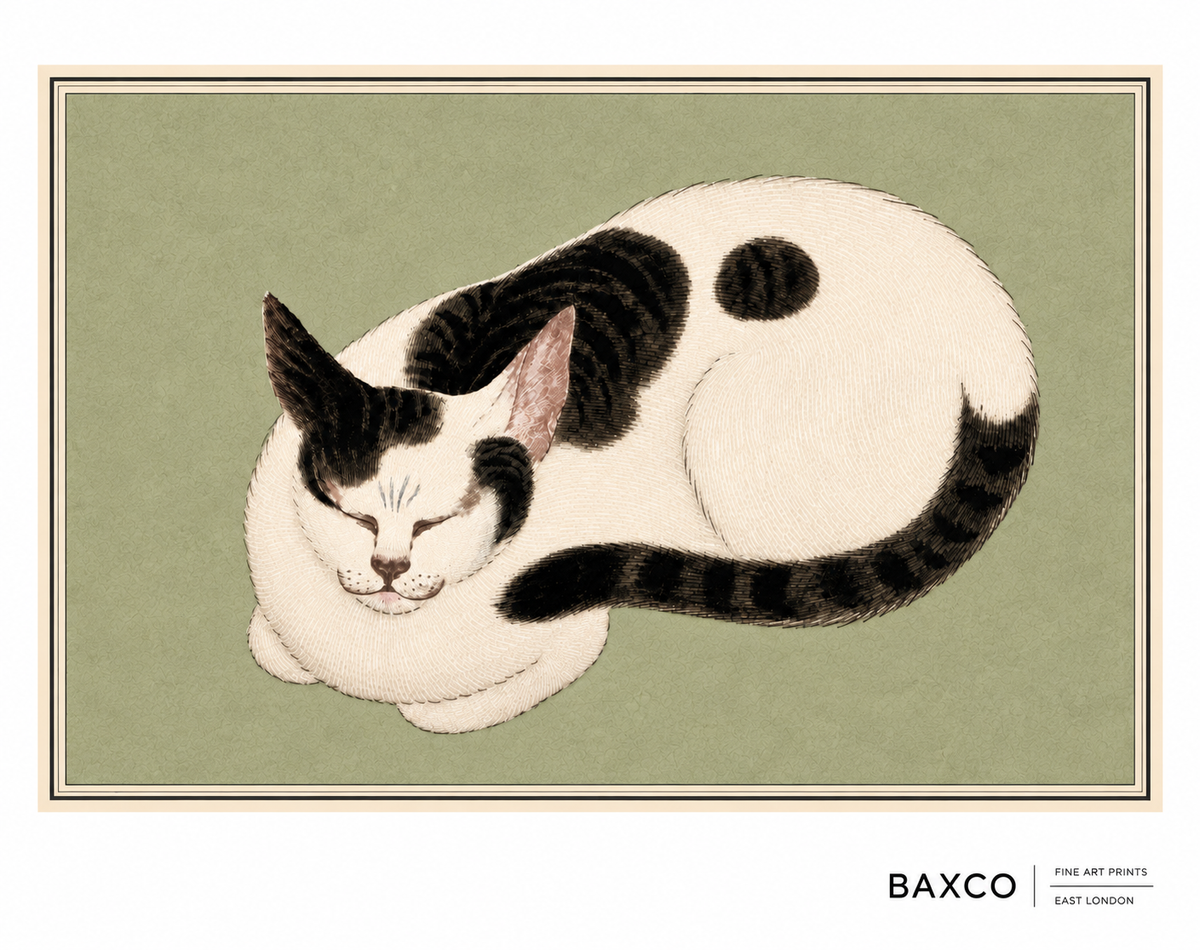 Quiet, intimate and beautifully observed, this is a reproduction of a 19th-century Japanese gouache painting that celebrates the familiar domestic animal at its most contented. A sleeping cat curled into an almost perfect circle, its body reduced to a beautiful sweep of delicate lines against the muted sage background.
