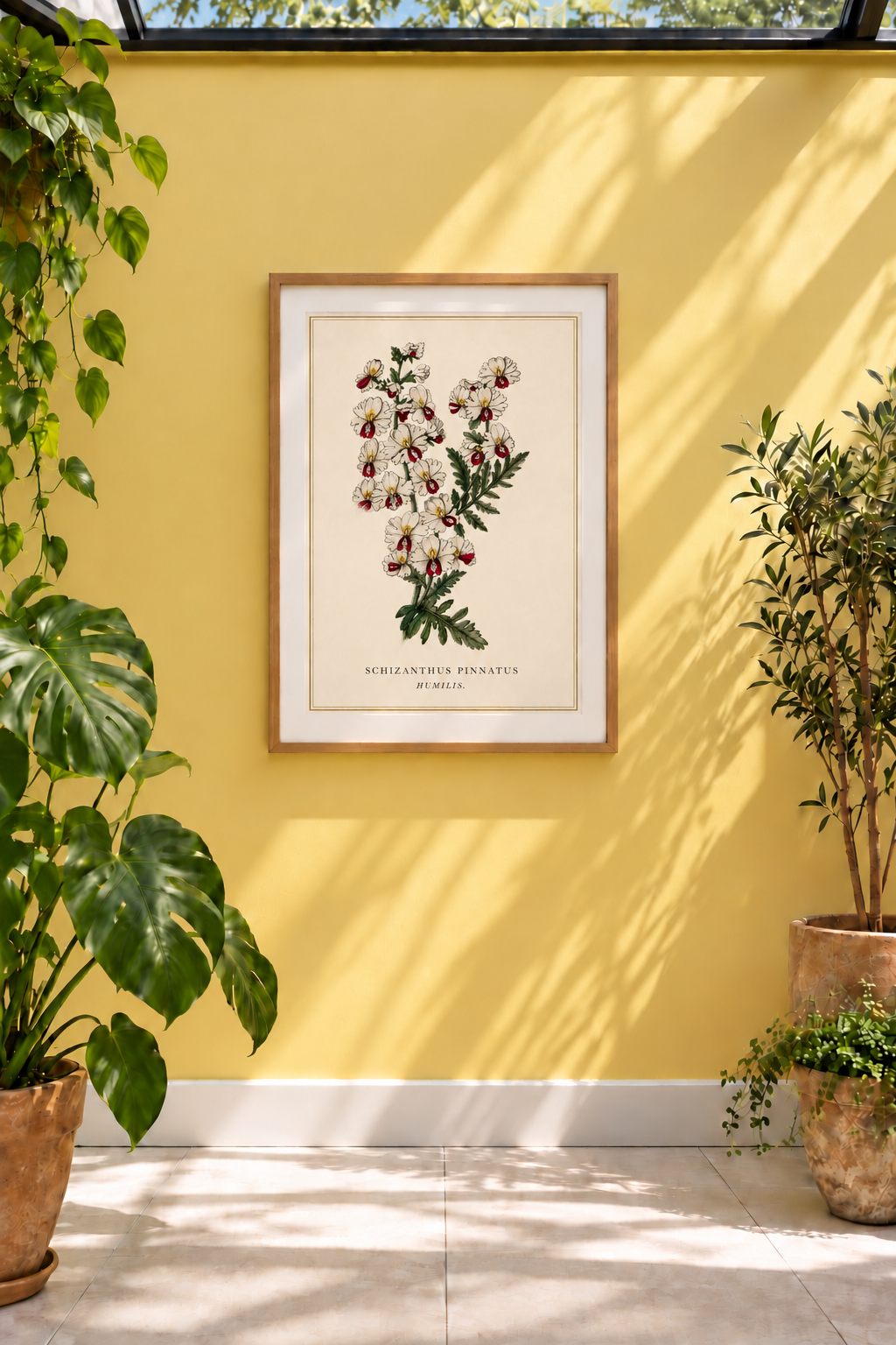 A reproduction of an 1833 coloured engraving of Schizanthus pinnatus ‘Humilis’, originally published in The Floricultural Cabinet. Known as the butterfly flower or poor man’s orchid, its intricate pink, crimson and yellow blooms have an almost orchid-like delicacy, set against finely drawn, feathery foliage.