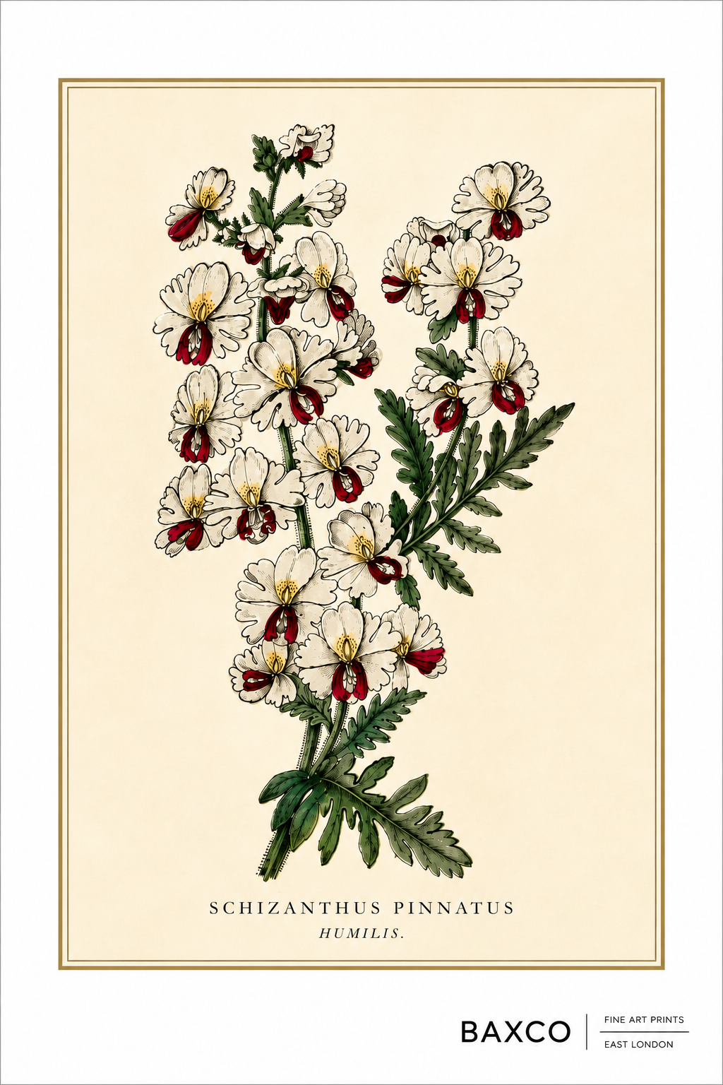 A reproduction of an 1833 coloured engraving of Schizanthus pinnatus ‘Humilis’, originally published in The Floricultural Cabinet. Known as the butterfly flower or poor man’s orchid, its intricate pink, crimson and yellow blooms have an almost orchid-like delicacy, set against finely drawn, feathery foliage.