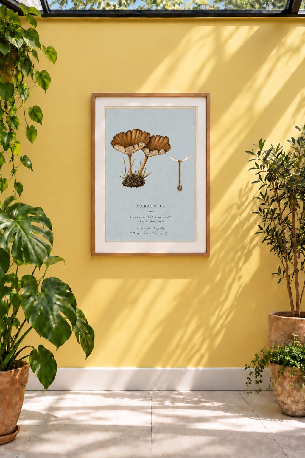 A delicate study of Marasmius, a widespread genus of small woodland fungi known for their slender stems and finely pleated caps. The intricate gills and sculptural forms are beautifully captured against a soft blue-grey ground, giving this historic mycological illustration a wonderfully understated quality.

This BAXCO reproduction is derived from a 1905 watercolour by Cecil Henry Spencer Perceval (1849–1920), painted at Longwitton, near Morpeth. Perceval's original annotation identifies the specimen simply