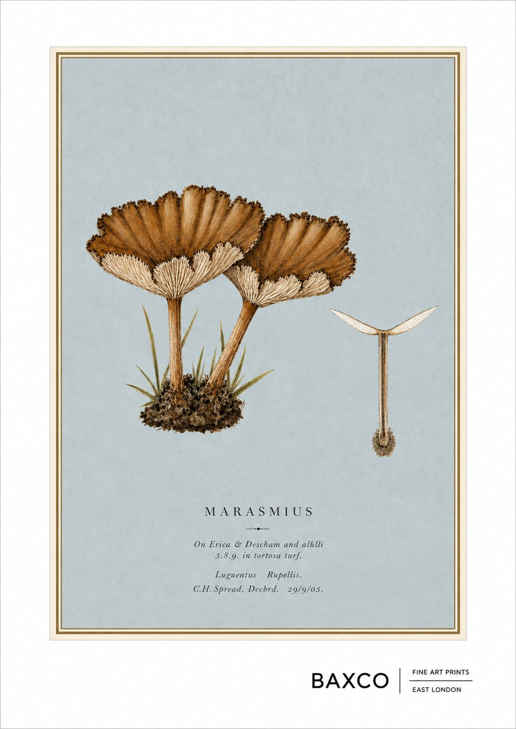 A delicate study of Marasmius, a widespread genus of small woodland fungi known for their slender stems and finely pleated caps. The intricate gills and sculptural forms are beautifully captured against a soft blue-grey ground, giving this historic mycological illustration a wonderfully understated quality.

This BAXCO reproduction is derived from a 1905 watercolour by Cecil Henry Spencer Perceval (1849–1920), painted at Longwitton, near Morpeth. Perceval's original annotation identifies the specimen simply