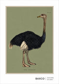 A magnificent nineteenth-century mbuni/ostrich, originally published in London in 1829 by&nbsp;Thomas Kelly as part of The Wonders of the Animal Kingdom. The beautifully detailed engraving captures everything from its dense black plumage to those extraordinary feet and wonderfully alert expression.

For this BAXCO edition, the bird has been isolated against a muted olive ground, while the original Plate IX marking and title have been retained.&nbsp;The titles comes from the&nbsp;Swahili word for Ostrich.