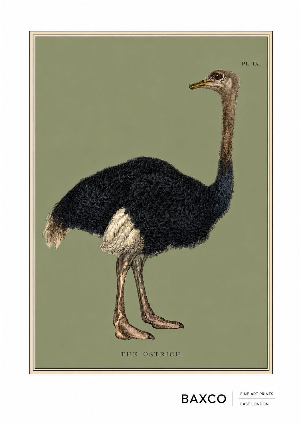 A magnificent nineteenth-century mbuni/ostrich, originally published in London in 1829 by&nbsp;Thomas Kelly as part of The Wonders of the Animal Kingdom. The beautifully detailed engraving captures everything from its dense black plumage to those extraordinary feet and wonderfully alert expression.

For this BAXCO edition, the bird has been isolated against a muted olive ground, while the original Plate IX marking and title have been retained.&nbsp;The titles comes from the&nbsp;Swahili word for Ostrich.