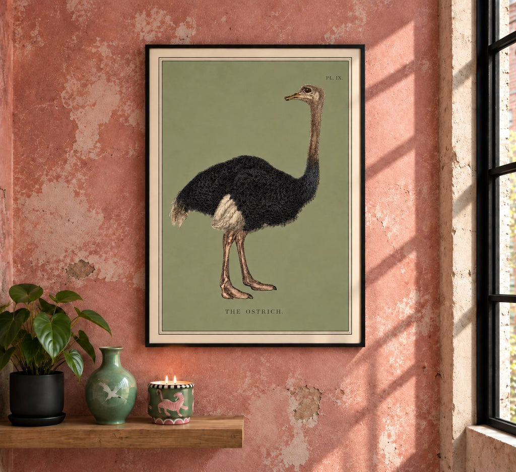 A magnificent nineteenth-century mbuni/ostrich, originally published in London in 1829 by&nbsp;Thomas Kelly as part of The Wonders of the Animal Kingdom. The beautifully detailed engraving captures everything from its dense black plumage to those extraordinary feet and wonderfully alert expression.

For this BAXCO edition, the bird has been isolated against a muted olive ground, while the original Plate IX marking and title have been retained.&nbsp;The titles comes from the&nbsp;Swahili word for Ostrich.