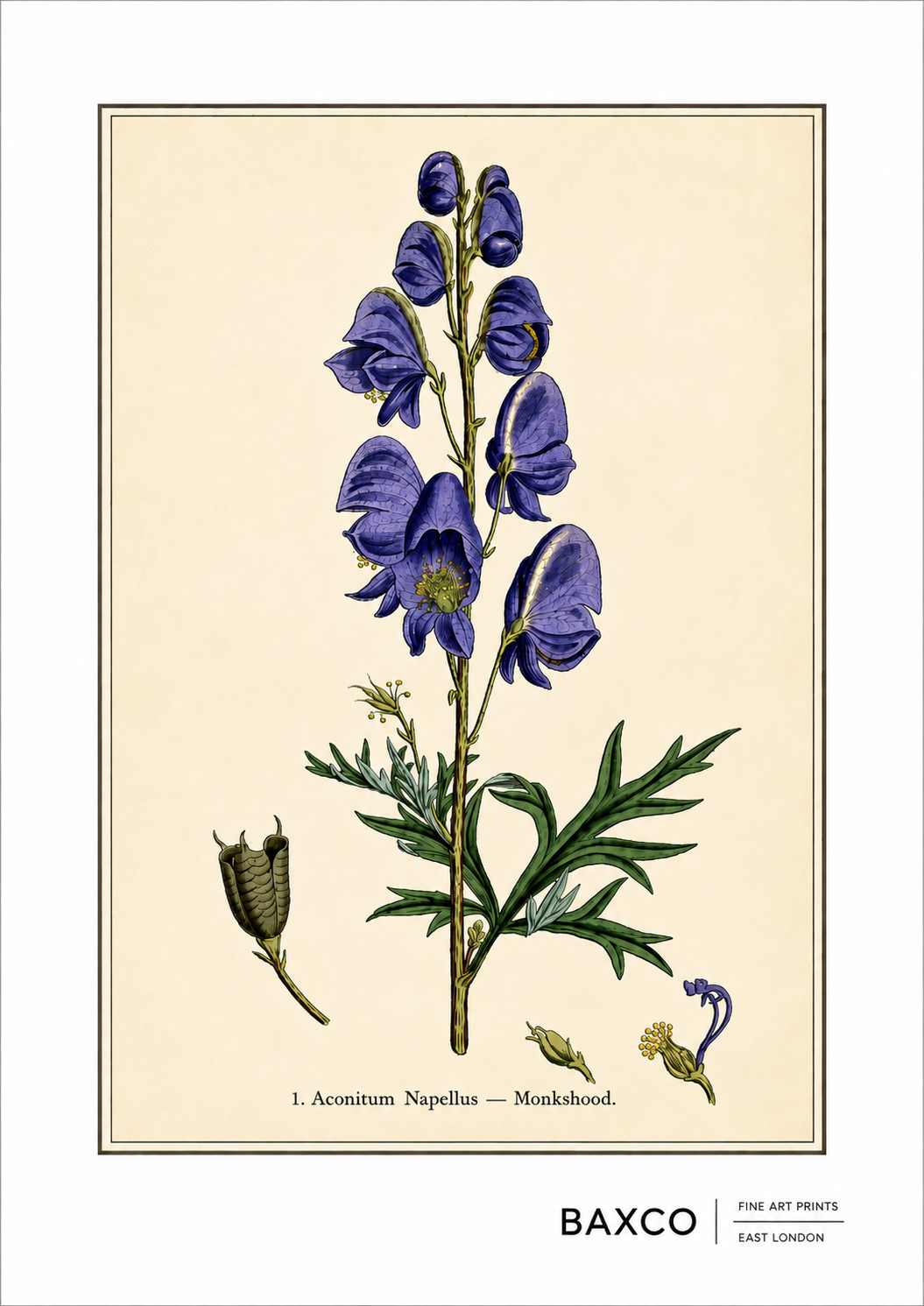A dramatic botanical study of monkshood, or Aconitum napellus, instantly recognisable by its extraordinary violet-blue flowers. Beautiful but highly poisonous, the plant has a long and sinister history in folklore, medicine, and poisoning, earning it another enduring name: wolfsbane.

The illustration originates from an 1855 hand-coloured engraving by J. Johnstone, published in Glasgow by Blackie &amp; Son as part of a wider study of poisonous plants.