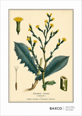 A finely observed botanical study of poisonous lettuce, or Lactuca virosa, a wild relative of the familiar garden lettuce with a rather darker reputation. Its milky sap, known as lactucarium, was historically used for its sedative and pain-relieving properties, earning the plant the evocative nickname “lettuce opium.”

The illustration comes from an 1855 hand-coloured engraving by J. Johnstone, published in Glasgow by Blackie & Son as part of a study of four poisonous plants: hemlock, henbane, poisonous let