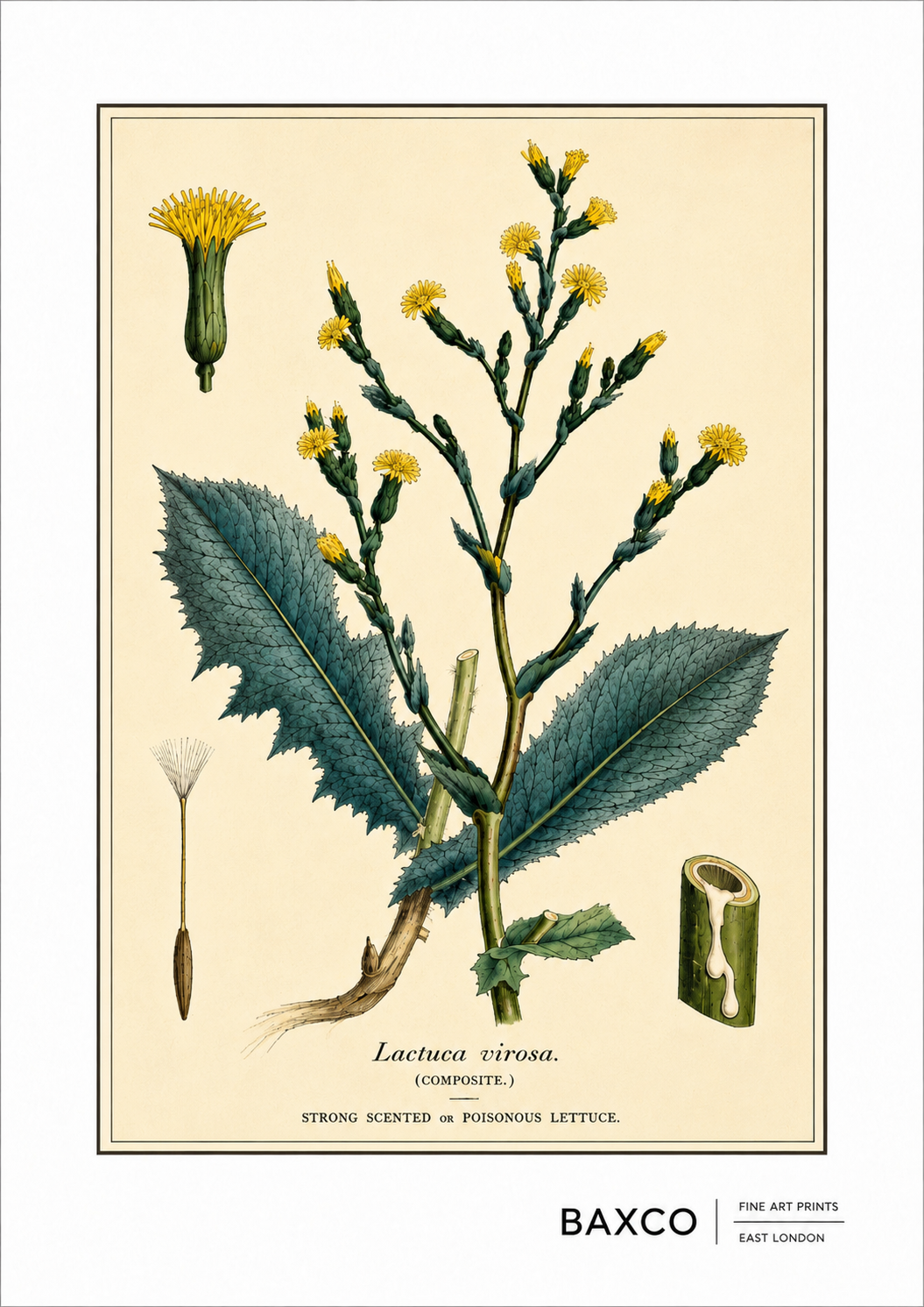 A finely observed botanical study of poisonous lettuce, or Lactuca virosa, a wild relative of the familiar garden lettuce with a rather darker reputation. Its milky sap, known as lactucarium, was historically used for its sedative and pain-relieving properties, earning the plant the evocative nickname “lettuce opium.”

The illustration comes from an 1855 hand-coloured engraving by J. Johnstone, published in Glasgow by Blackie & Son as part of a study of four poisonous plants: hemlock, henbane, poisonous let
