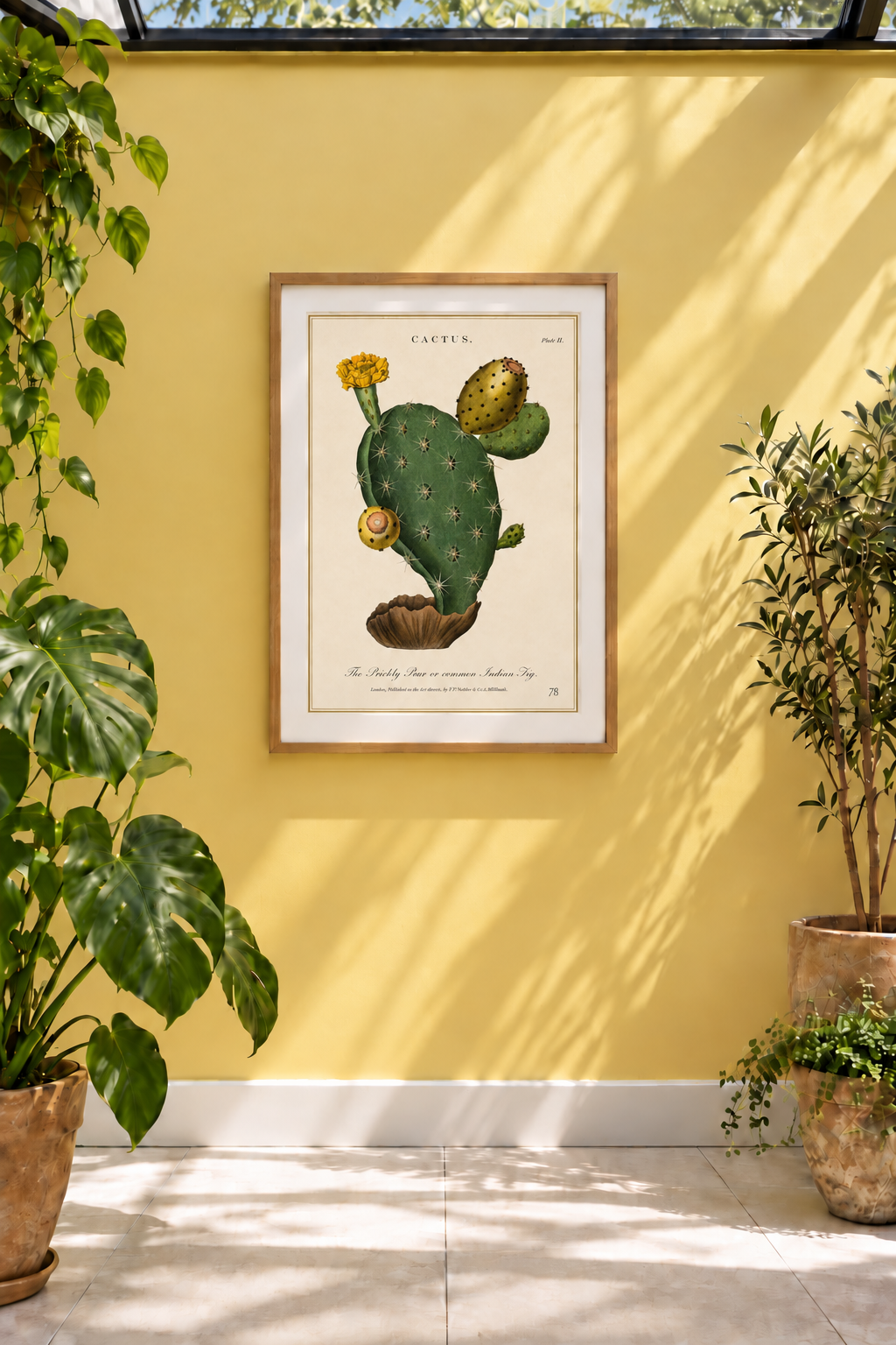 A reproduction of a 1800 coloured etching by J. Pass, after Johann Eberhard Ihle, depicting a flowering and fruiting Opuntia, or prickly pear. Its sculptural paddle-shaped stems, golden flower and ripening fruit are rendered with remarkable delicacy. Native to the Americas, Opuntia has since become an instantly recognisable plant across warmer regions of the world.
