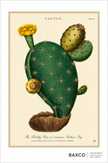 A reproduction of a 1800 coloured etching by J. Pass, after Johann Eberhard Ihle, depicting a flowering and fruiting Opuntia, or prickly pear. Its sculptural paddle-shaped stems, golden flower and ripening fruit are rendered with remarkable delicacy. Native to the Americas, Opuntia has since become an instantly recognisable plant across warmer regions of the world.

Print displayed in A2 size. Print supplied unframed.