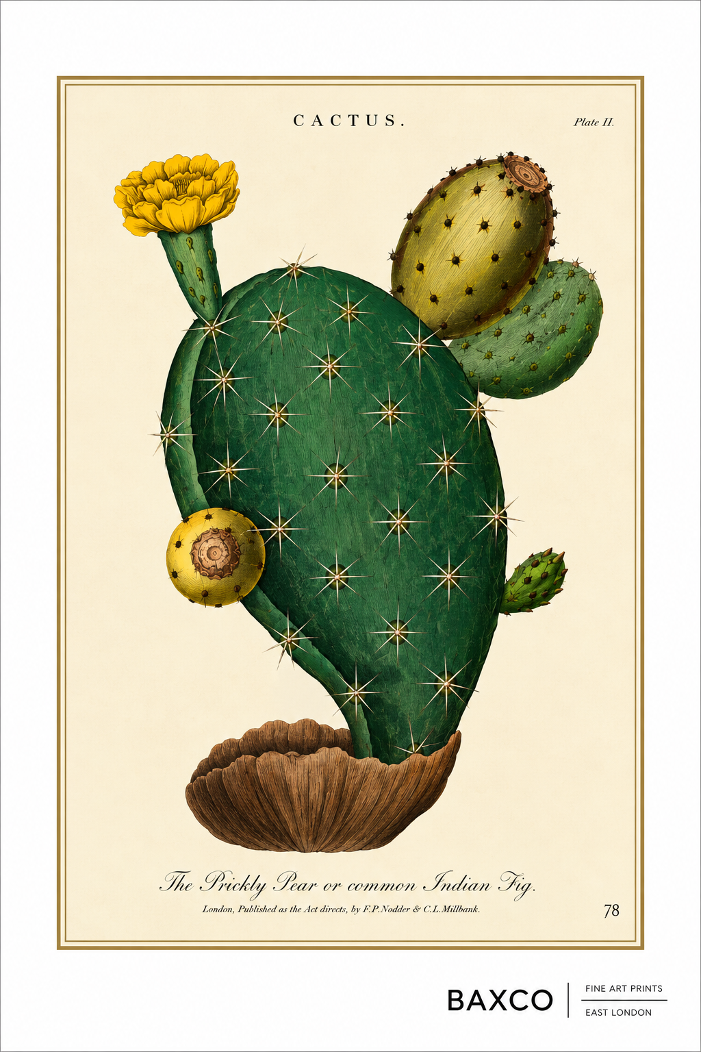 A reproduction of a 1800 coloured etching by J. Pass, after Johann Eberhard Ihle, depicting a flowering and fruiting Opuntia, or prickly pear. Its sculptural paddle-shaped stems, golden flower and ripening fruit are rendered with remarkable delicacy. Native to the Americas, Opuntia has since become an instantly recognisable plant across warmer regions of the world.

Print displayed in A2 size. Print supplied unframed.